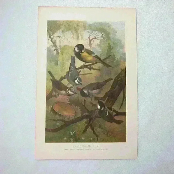 Other - Bird Art Print Lithograph German Titmouse Birds Ornithology Antique 1882 RARE